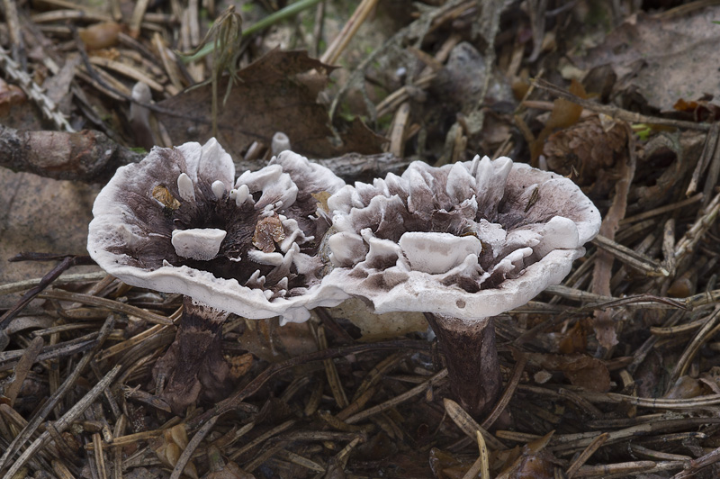 Phellodon connatus